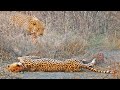 Cheetah with broken back tries running after leopard attack