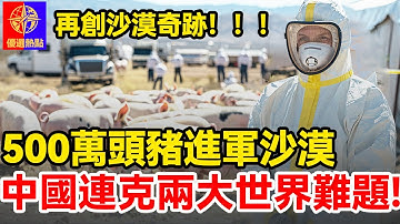中國內蒙古沙漠驚現500萬頭豬大軍，意外解決世界兩大難題！外媒驚呼：這不可能！   #超級工程 #中國基建  #沙漠工程