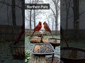 HereWho Will Visit Next?#Wildlife #BirdWatching #NatureSounds