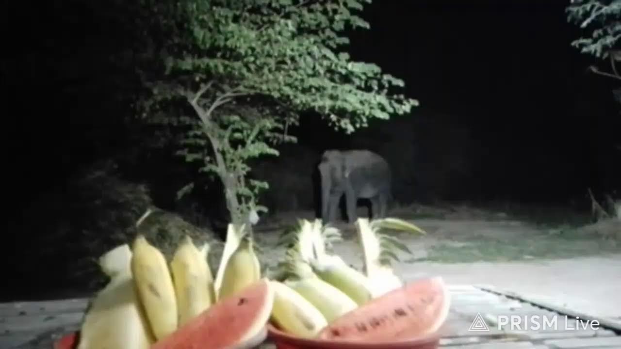 รอบ 3  #มีผลไม้10=400คะเเนนค่ะ 🙏❤🙏🐘