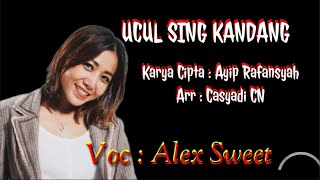 Alex Sweet | Ucul Sing Kandang | Tarling [ Video Lyric]