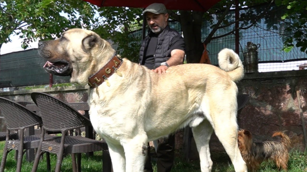 OHAA ! BU KÖPEK GERÇEKTEN DEV GİBİ ( DÜNYA BU KÖPEĞİ KONUŞUYOR ) KASTAMONULU DEV ÇOBAN KÖPEĞİ TULGA