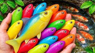 Colorful Ornamental Fish 🐟 🎨🐠 Betta, Koi, Goldfish, Channa & Catfish | 🌊✨ Relaxing Aquarium Video 🫧🐡