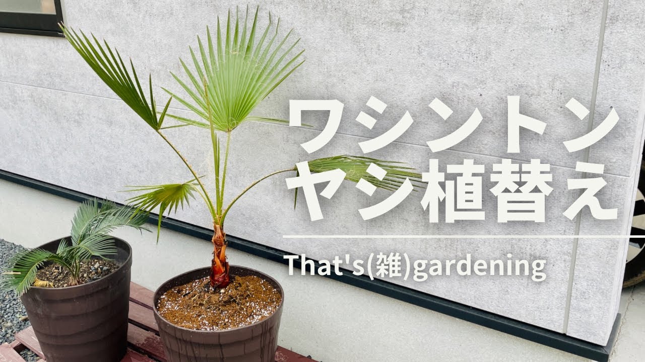 ワシントンヤシ植え替え〜雑ガーデニング〜 - YouTube