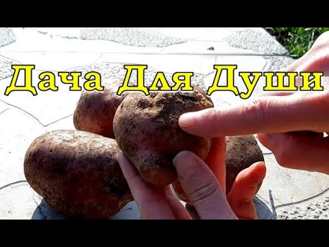 ПАРША на картошке: как лечить землю?