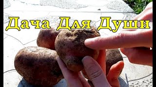 ПАРША на картошке: как лечить землю?