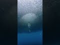 imagine if the fish didn’t move #thailand #kohtao #freediving #travel #southeastasia