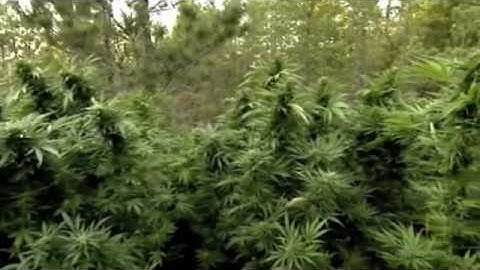 "Police in Helicopter" - John Holt (Tom Laroc video edit)