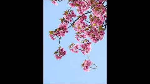 Reading text on any image with NVDA