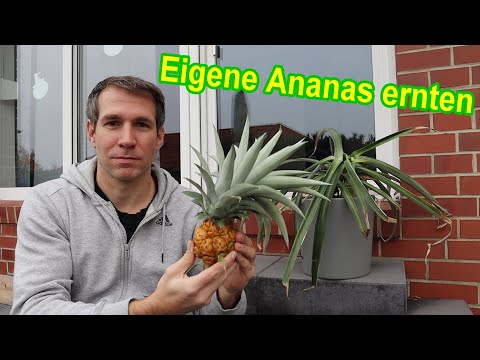 Video: Ananas-Erntezeit – wann und wie man eine Ananaspflanze erntet