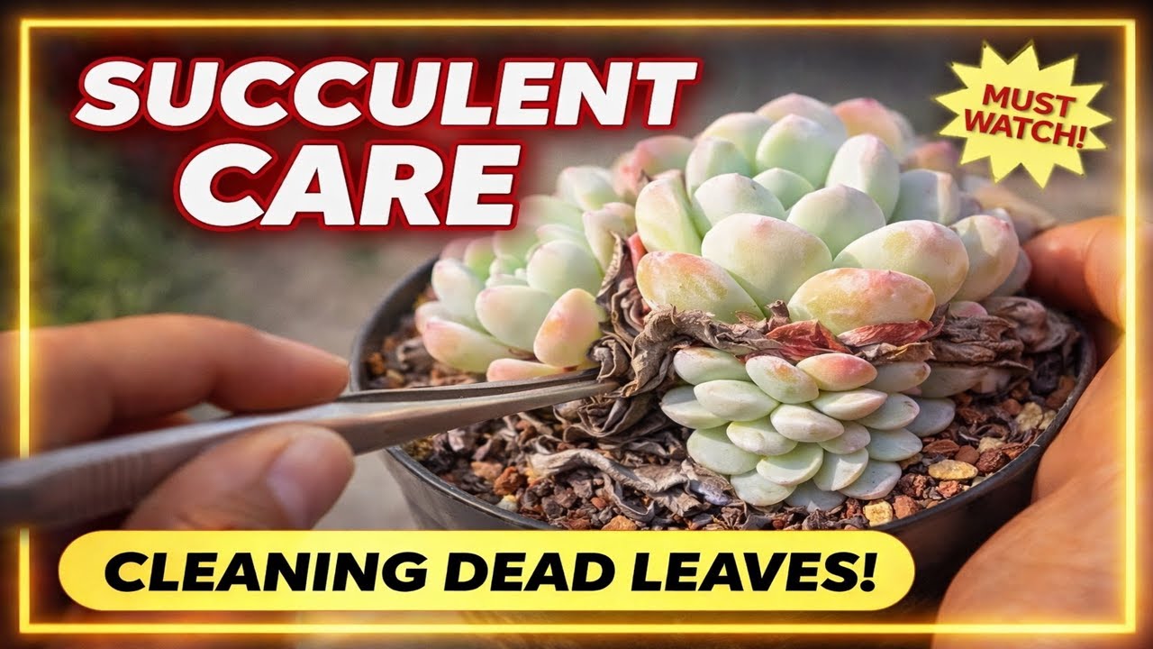 Succulent Care Secrets That Make Plants Grow Faster & Stronger