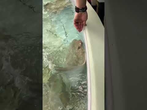 فيديو: هل تذاكر حديقة حيوان كولومبوس قابلة للاسترداد؟