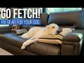 RV Gear to Fetch before Traveling with your Dog // Product Tips for Dog-Friendly RVing [EP 37]