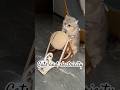 Little worker #fyp #youtubeshorts #cat #cute #pets #funny #animals #viral
