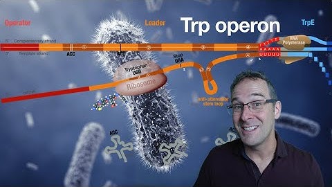 The Trp operon demystified