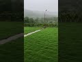 My Lawn View #lawnindia #landscape #lawncare #samratsoftlawn #lawngrass #gardening #lawnmaintenance