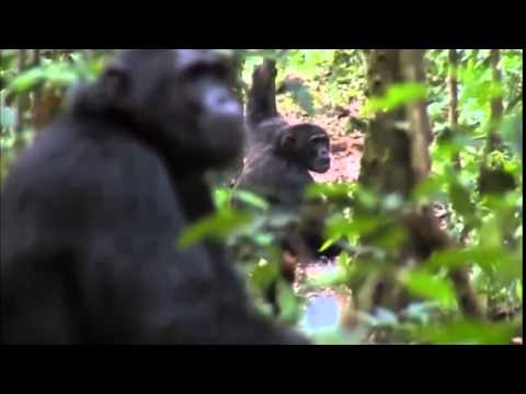 gombe chimpanzee war