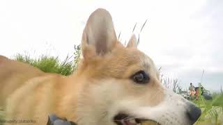 Собака украла камеру - вид от ее морды  #корги