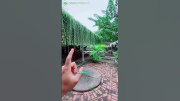 🌿 CÚC TẦN ẤN ĐỘ – XANH MƯỚT MỀM MẠI CHO KHÔNG GIAN THÊM SINH ĐỘNG