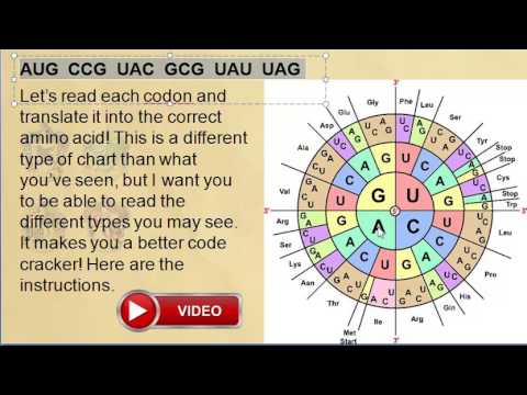 Codon To Amino Acid Circular Chart