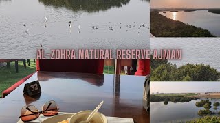 Al-Zohra Natural Reserve Ajman|Protected wetland,mangrove, home to hundreds of flamingos and herons