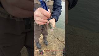 How to dispatch a fish