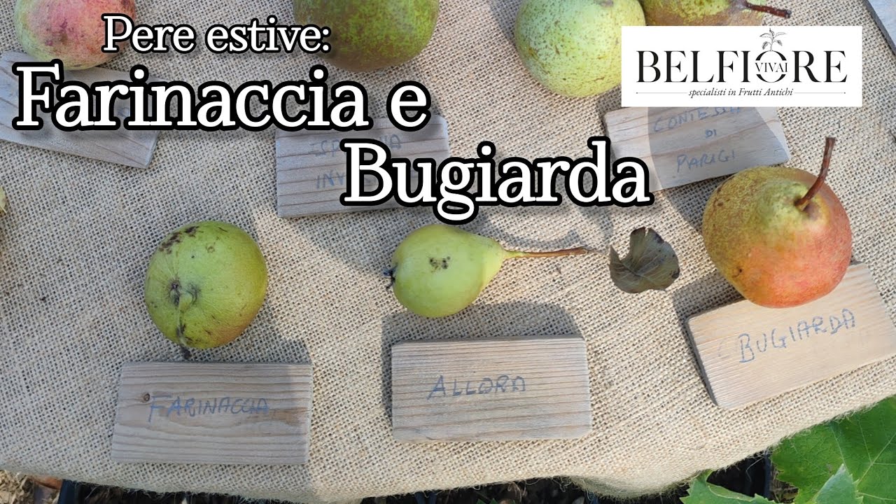 Frutti antichi: pera FARINACCIA e pera BUGIARDA
