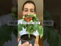 Easiest Way to Grow Cherry Tomatoes | creative explained