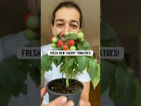 Video: Ķiršu tomātu stādīšana: kā audzēt ķiršu tomātus