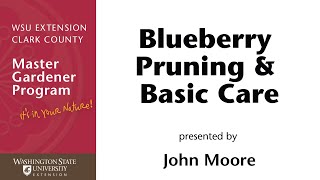 Blueberry Pruning and Basic Care