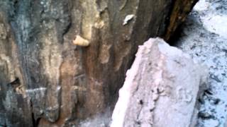 Tree Eating Larva Being Evicted.