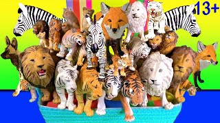 Big Cat Week 2020 - Lion, Tiger, Zebra, Red Fox, African Wild Dog - Zoo Animals 13+