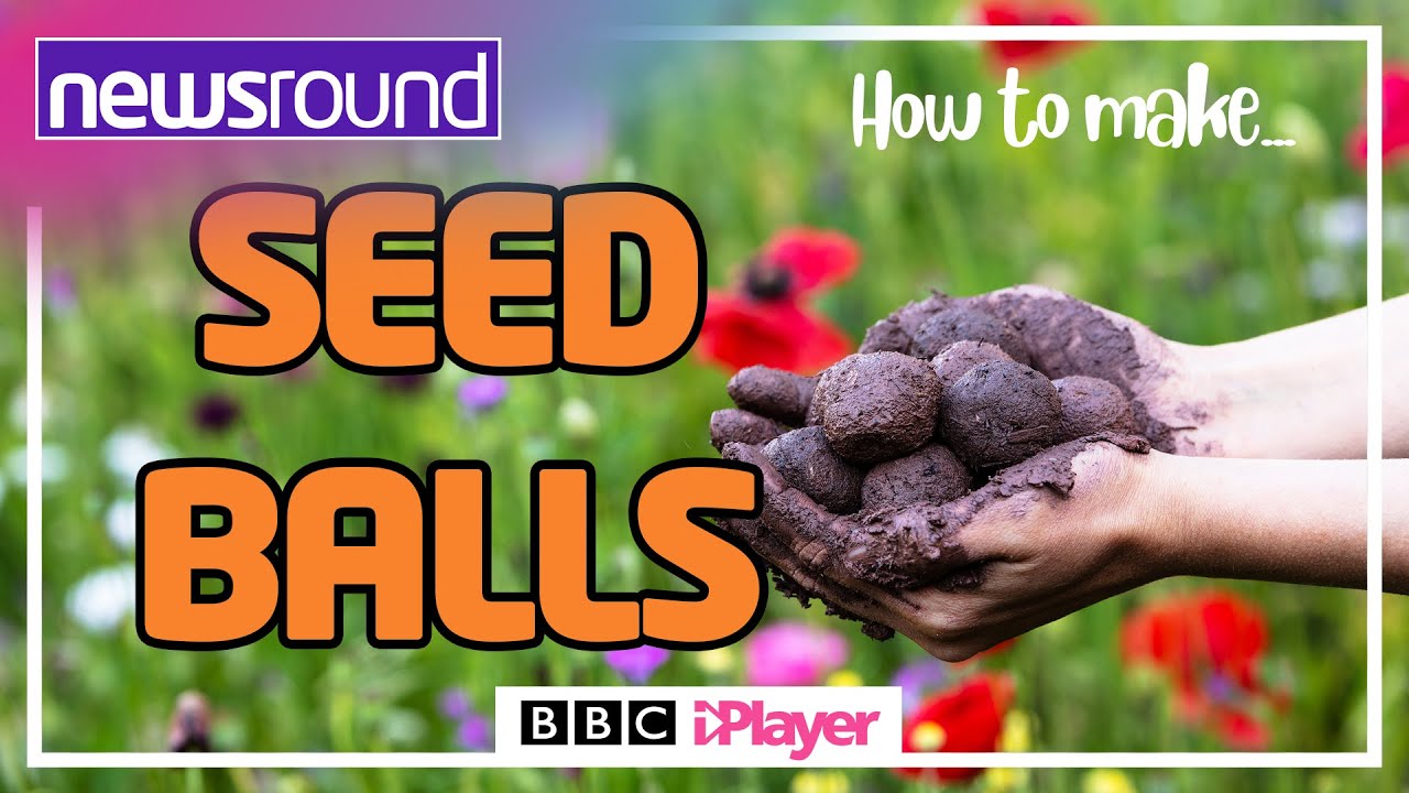 How to make wildflower SEED BALLS Newsround YouTube
