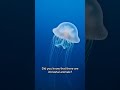 That’s wild! #jellyfish #viral #trending #fyp #shorts subscribe for daily videos!