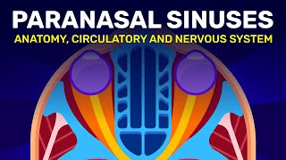 Investigating The Hollow Spaces in Your Bones | Paranasal Sinuses by FreeMedEducation 2,641 views 9 months ago 6 minutes, 19 seconds