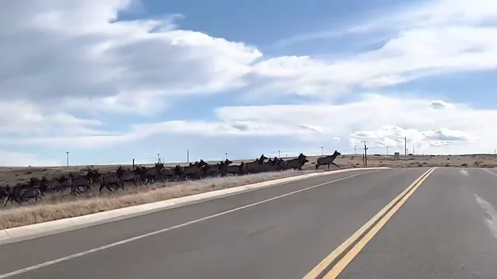Elk Herd behind Louviers heading towards Roxborough