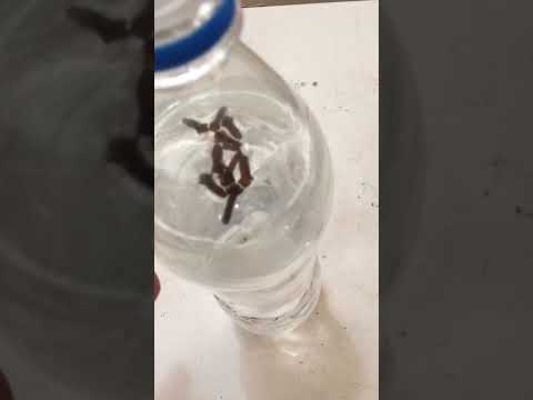 المحلول السحري لتسريع انبات البذور صعبة الانبات