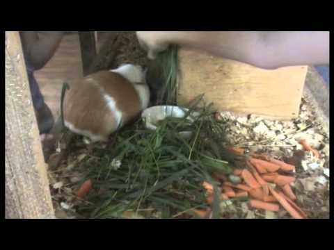 თბილისის ზოოპარკი ზრუნავს შენი შვილის შემოქმედებით აზროვნებაზე!!! (სტუდენტური საკურსო ნაშრომი)