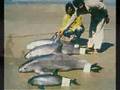 el monarca de sinaloa y chalino - pescadores de ensenada