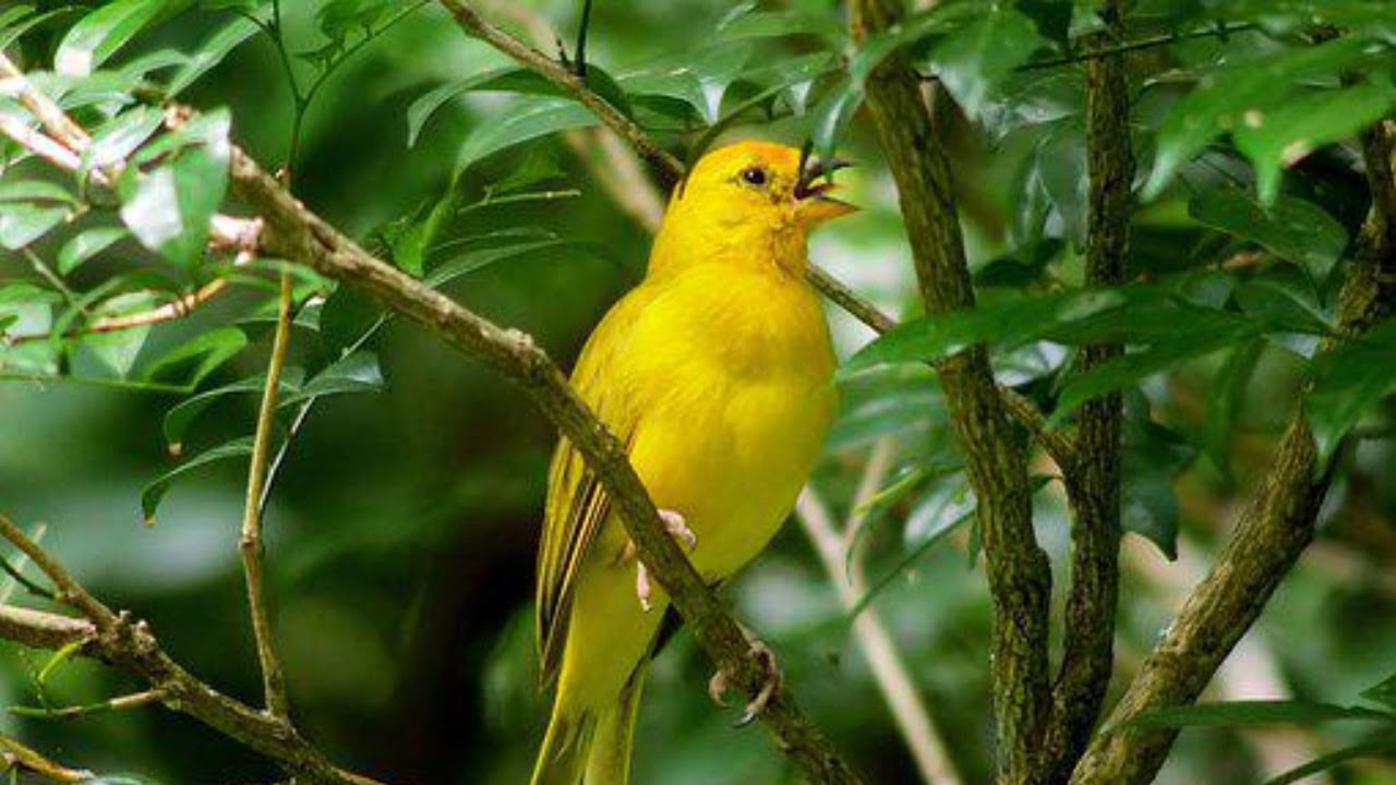 Bird Songs | Birds Singing in the Forest | Birds Chirping | Nature ...