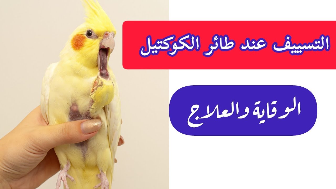 أخطر مرض يواجه طائر الكوكتيل | التسييف وكيف تنقذ طائرك الأسباب الحلول العلاج والوقاية #كوكتيل #طيور 