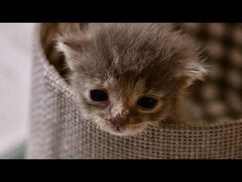 Videó: Pet Scoop: Állatkert kezeli Cheetah Sisters, elhagyott cica megtalálható a hóvihar