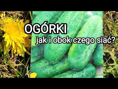 Wideo: Czy musisz obierać kolczaste kabaczki?