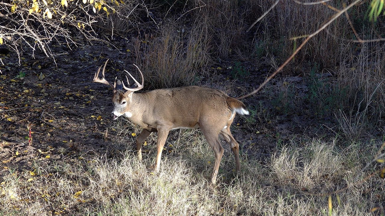 one-day-bowhunt-and-i-killed-a-slammer-youtube