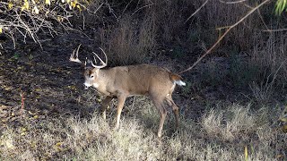 One day bowhunt and I killed a Slammer