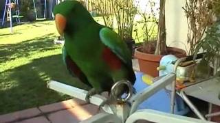 Talking Whistling Eclectus & Pet Lorikeet