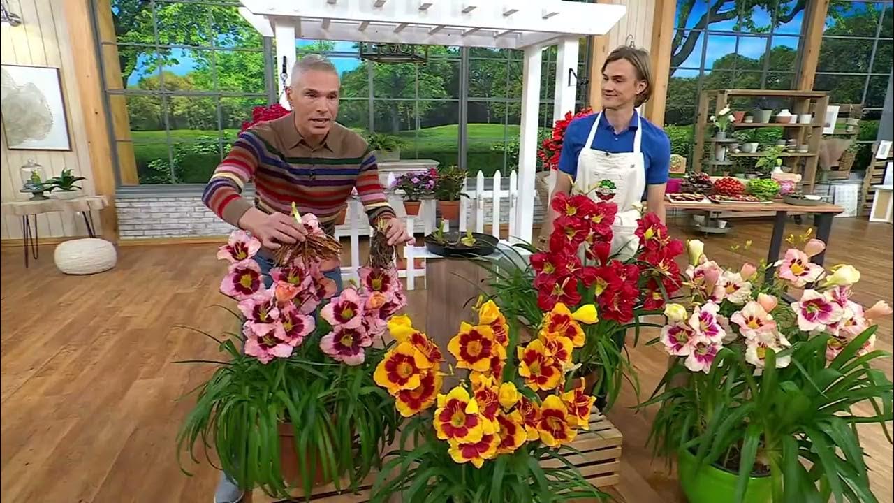 Roberta's 4pc. Repeat Performer Daylily Collection on QVC YouTube
