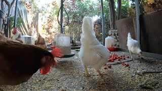 Backyard Chickens Long Relaxing Video Sounds Noises Hens Clucking Roosters Crowing!