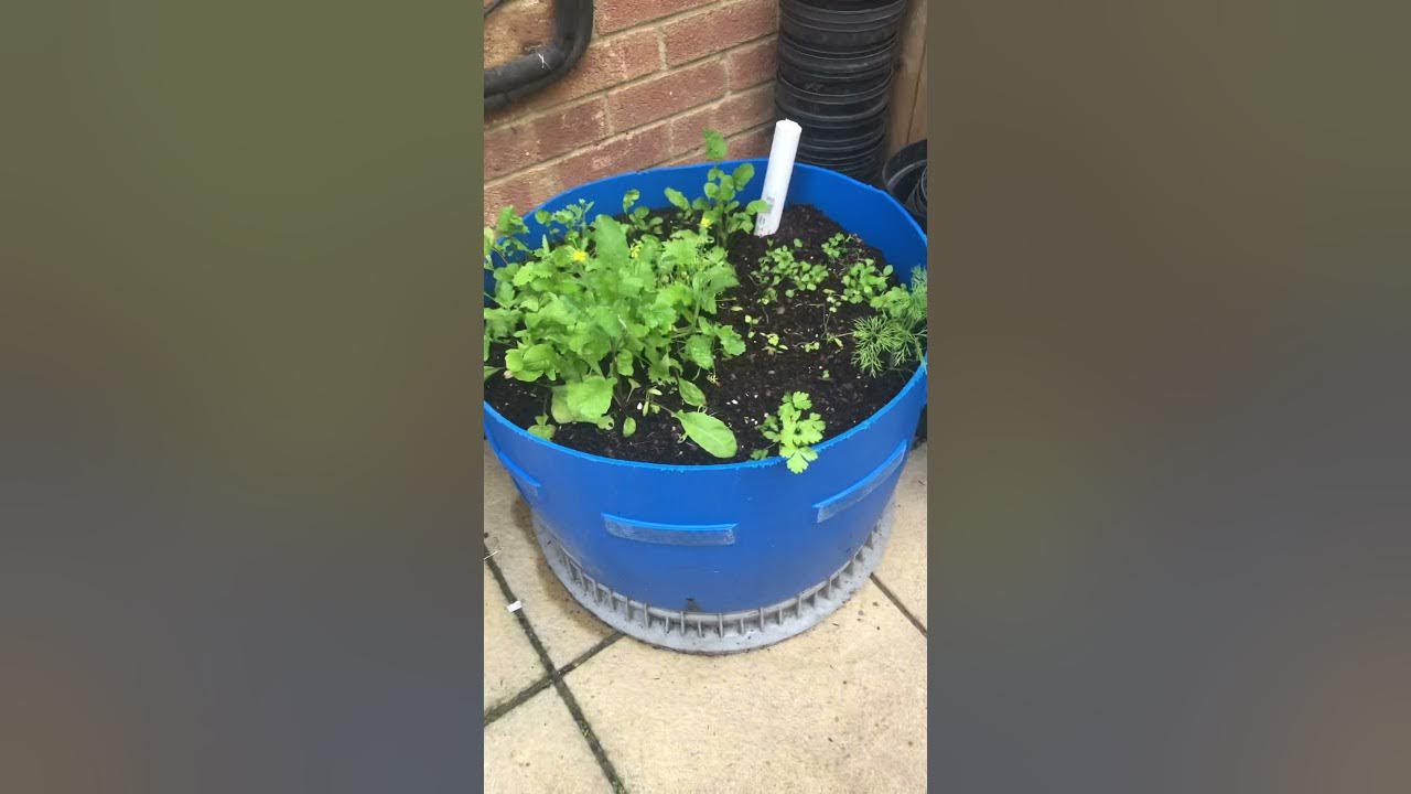 Growing herbs and vegetables in complete shade, self wicking tub UK