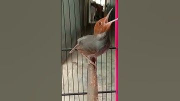 Sikecil suara pedas || ciblek cemplir
